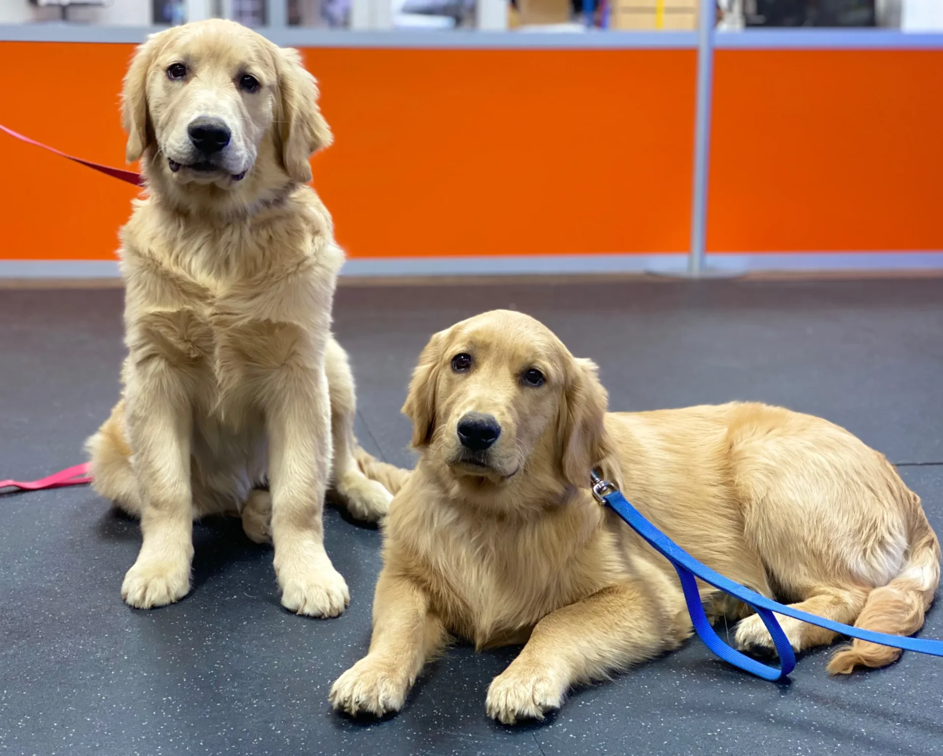Two golden retrievers posing indoors during professional dog training session