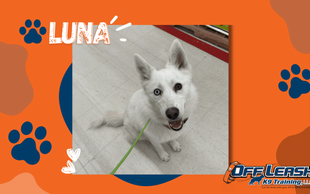 Luna, a high-energy Husky, practicing reliable obedience and calm focus after professional training with owner education in Albany, NY.