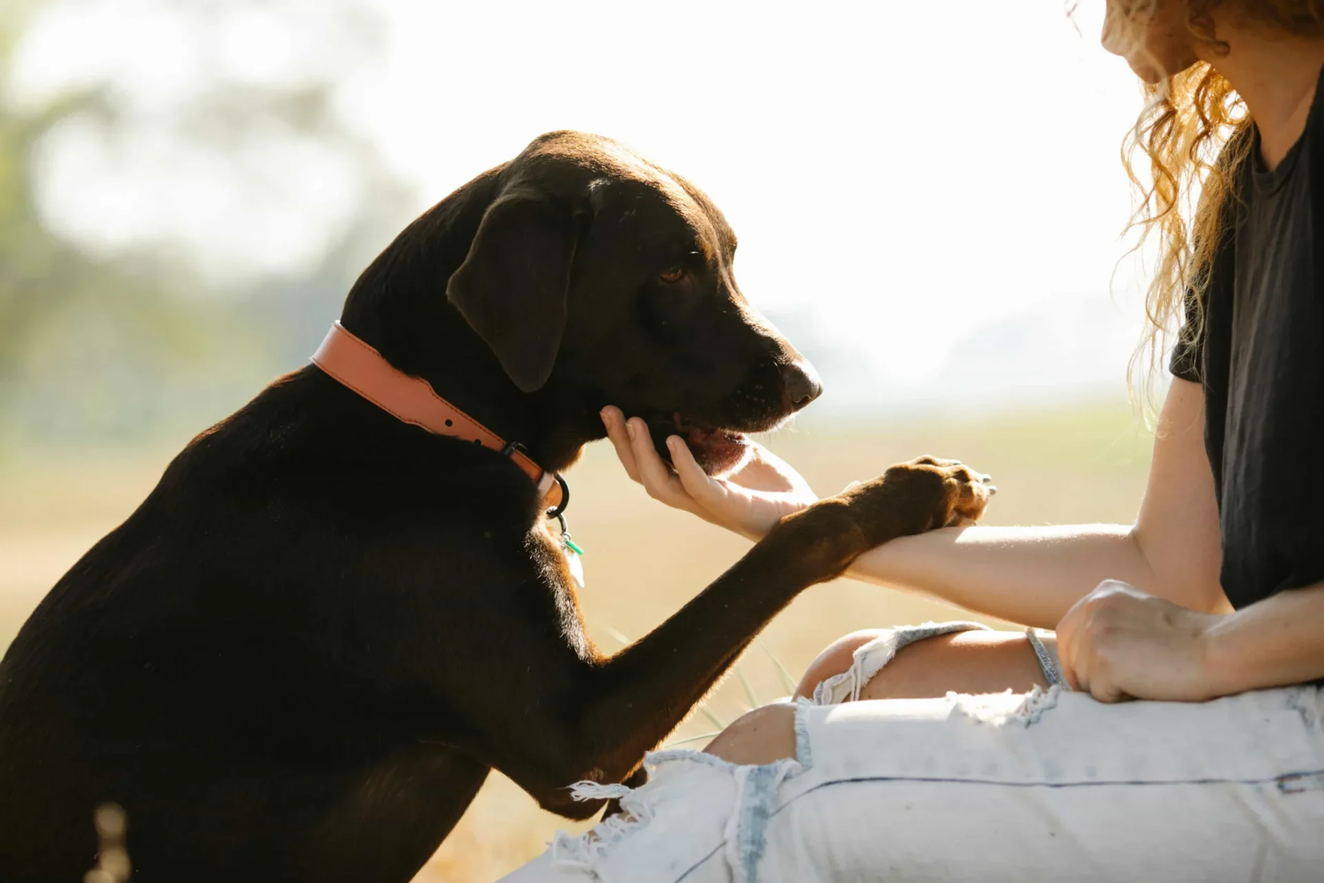 Black dog giving paw to owner during outdoor obedience training session