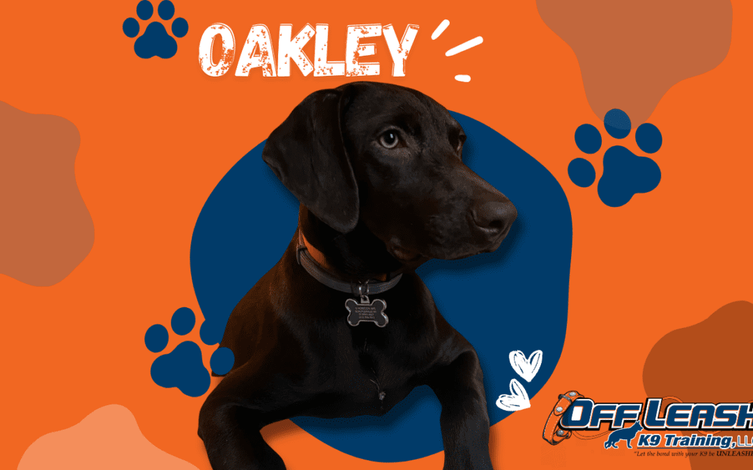 Oakley German Shorthaired Pointer after lessons in Albany NY showing improved public manners and obedience focus