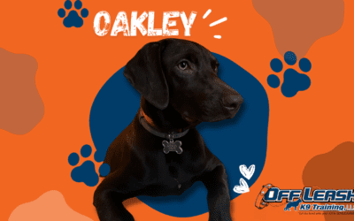 How Oakley Became Easier to Handle in Public After Lessons in Albany, NY
