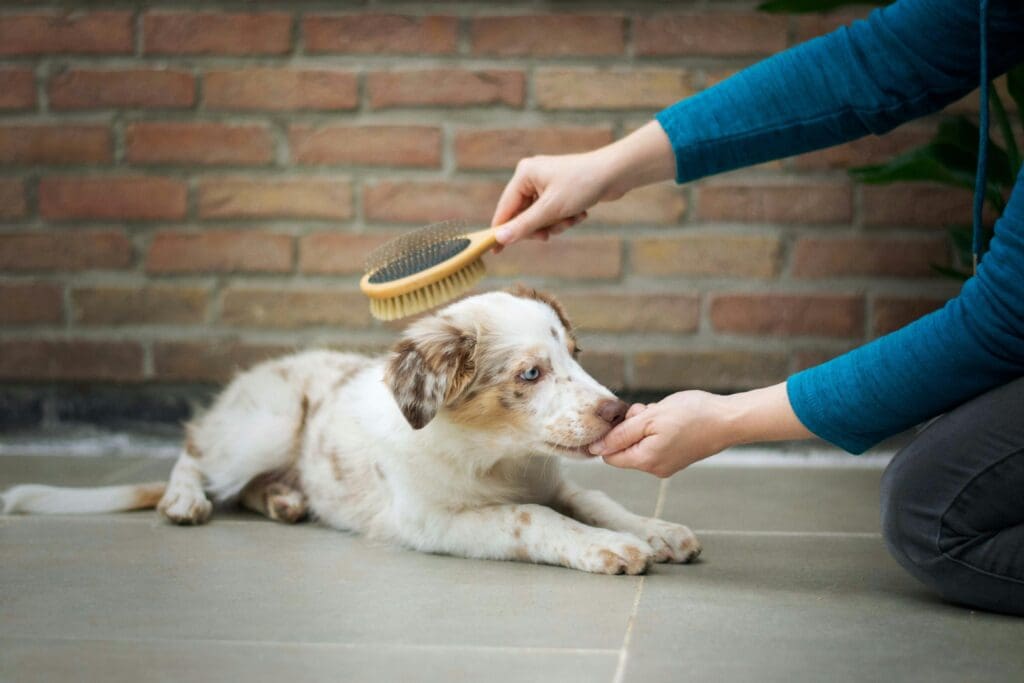 Why Timing Matters in Dog Training