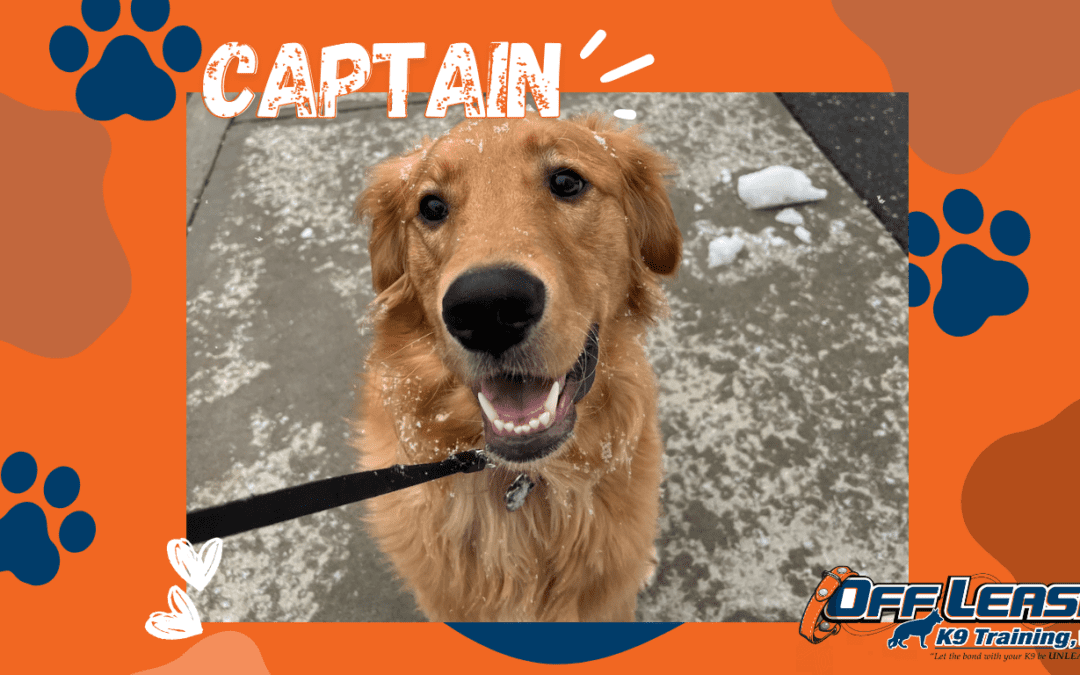 Captain, a 1-year-old Golden Retriever in Albany, showing calmer behavior and improved obedience after overcoming separation anxiety through professional training.