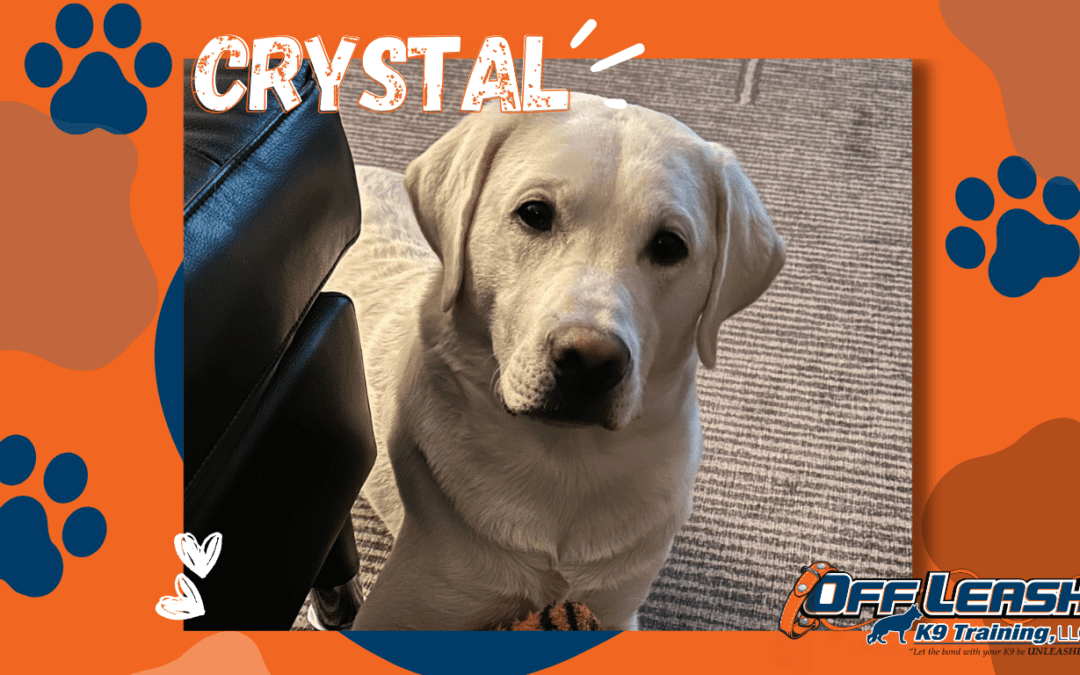 Yellow Lab after dog training in Albany NY with Crystal showing calmer greetings and better obedience