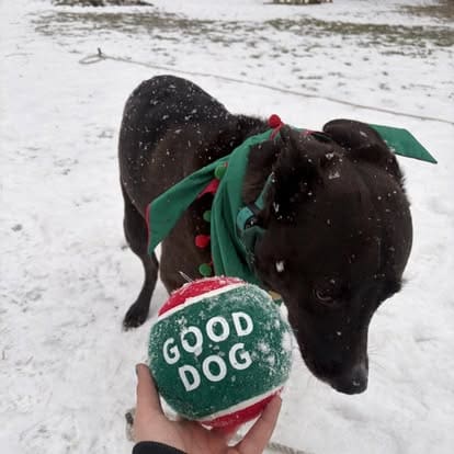 Black dog wearing a festive green Christmas scarf in snowy park sniffing a red and green Good Dog toy ball held by owner