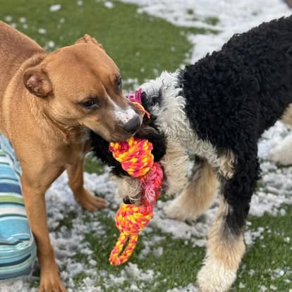 Two dogs playing tug-of-war with a rope toy on grass during outdoor dog training and socialization
