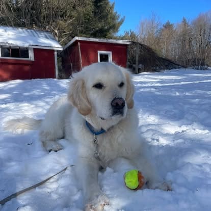White Golden Retriever lying in the snow with a tennis ball during outdoor dog training session