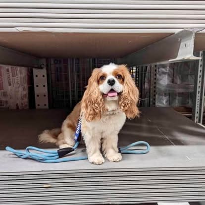 Small Cavalier King Charles Spaniel sitting calmly on a store shelf during public place dog training session