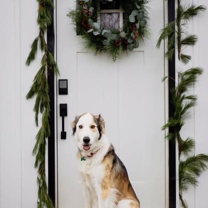 Australian Shepherd sitting in front of decorated front door with holiday wreath and garland