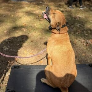 Brown dog sitting on an elevated training platform during an outdoor obedience training session