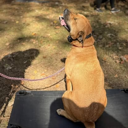 Brown dog sitting on an elevated training platform during an outdoor obedience training session