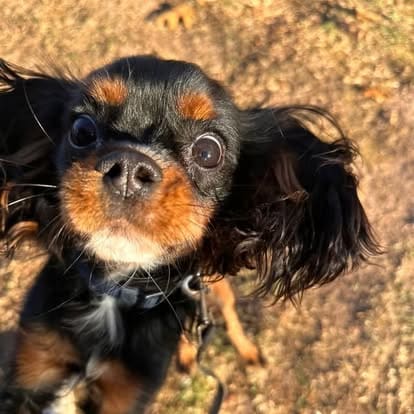 Close-up of a black and tan Cavalier King Charles Spaniel outdoors during a dog training session