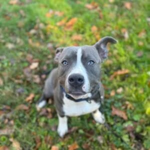 How to stop dog for barking in albany