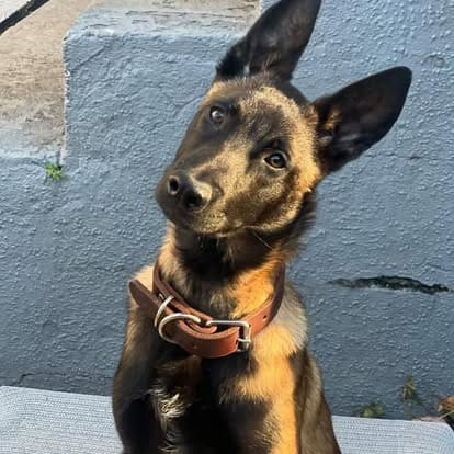 Belgian Malinois puppy with tilted head during outdoor obedience training session