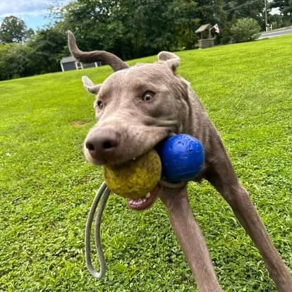 Playful gray dog running on grass with two balls in its mouth during outdoor dog training session