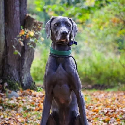 Gray Weimaraner sitting attentively outdoors in fall foliage during professional dog training session