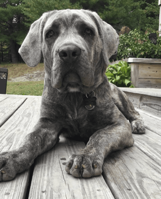 Bruce, a 5-month-old Cane Corso in Albany, NY, learned manners, boundaries, and heel with Sarah plus a thorough family handoff.