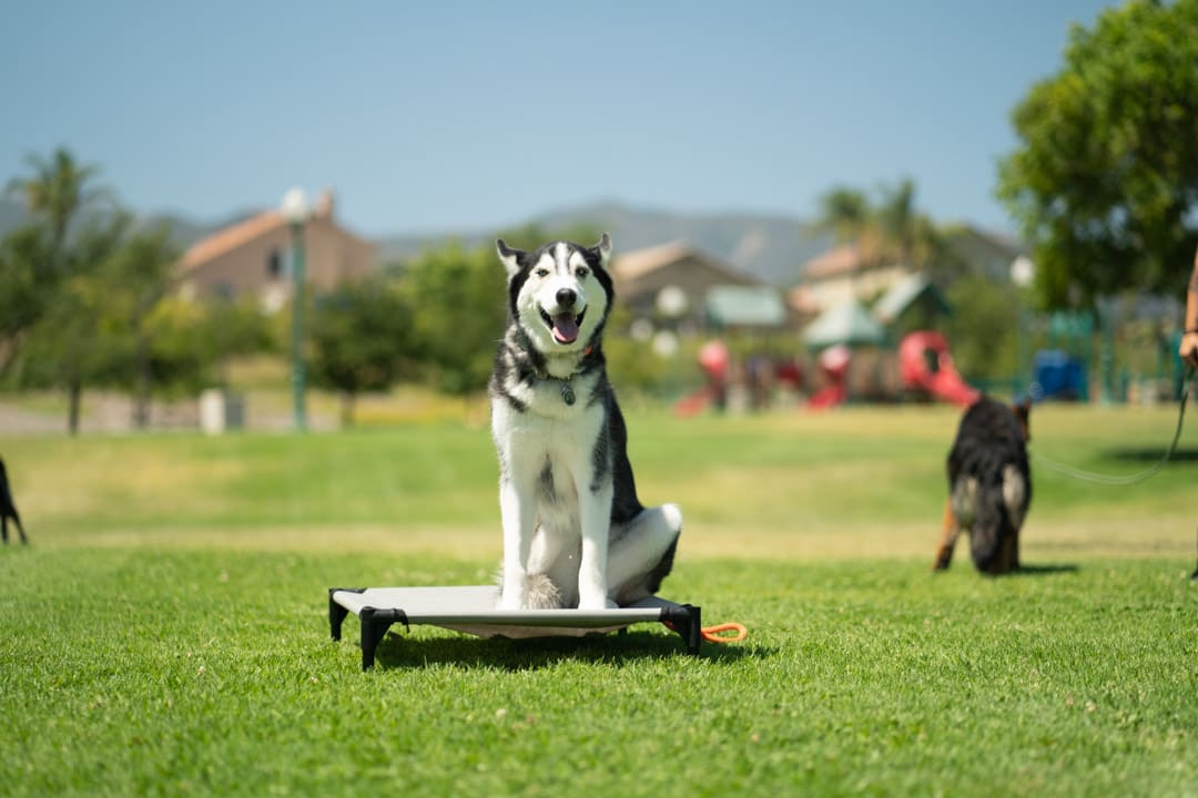 Siberian Husky sitting on place cot during outdoor dog training session in park