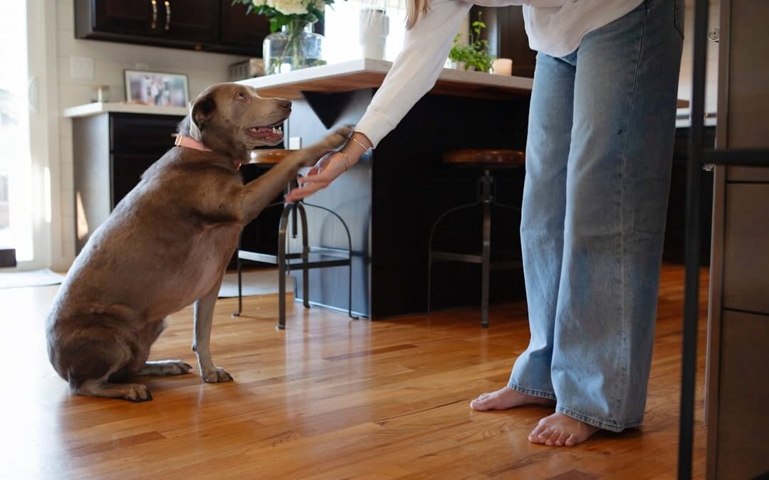 Dog Friendly Hotels in Albany, NY