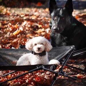 Black shepherd and white poodle resting on autumn leaves
