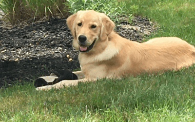 How Wyatt, a 1-Year-Old Golden Retriever, Stopped Jumping and Learned Reliable Obedience in 2 Weeks With Tiffany in Albany, NY