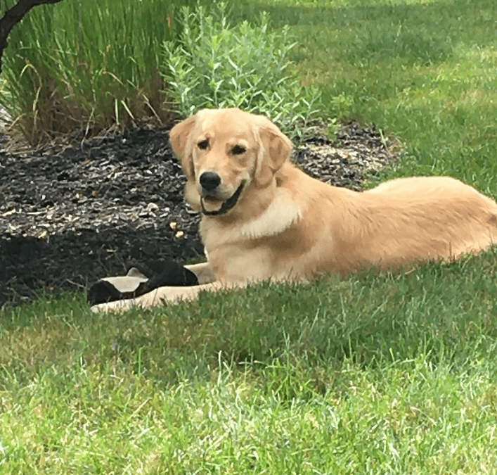 Daisy in Albany, NY showing better loose-leash walking and off-leash reliability outdoors.