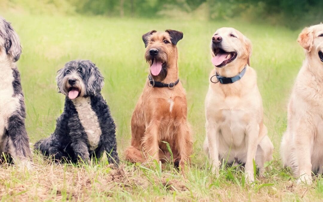 What a Positive Mindset Means for Dogs