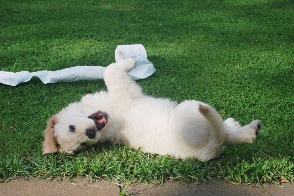 Playful puppy during dog training in Ballston Spa NY