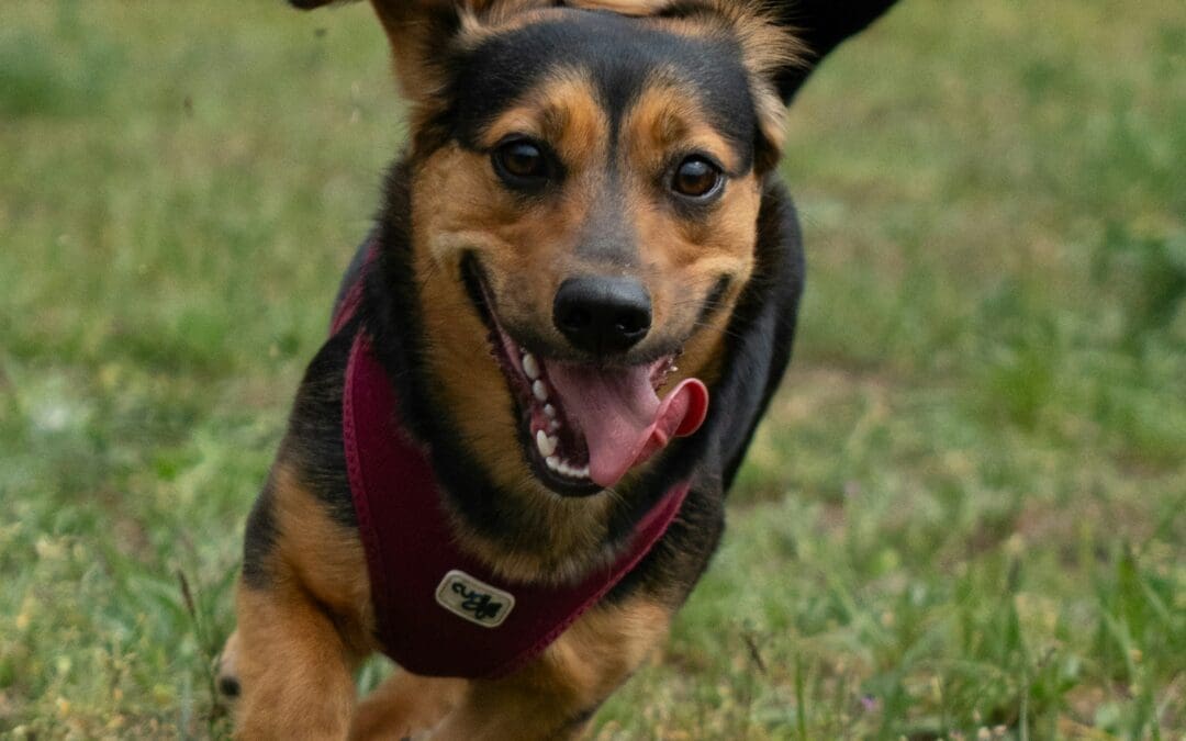 Why Dogs React to Other Dogs on Walks