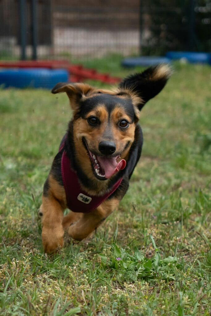 Happy dog training in Saratoga Springs NY outdoors