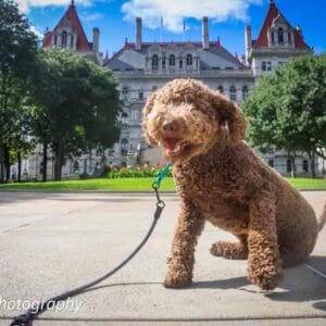 Curly brown doodle posed by historic building on leash
