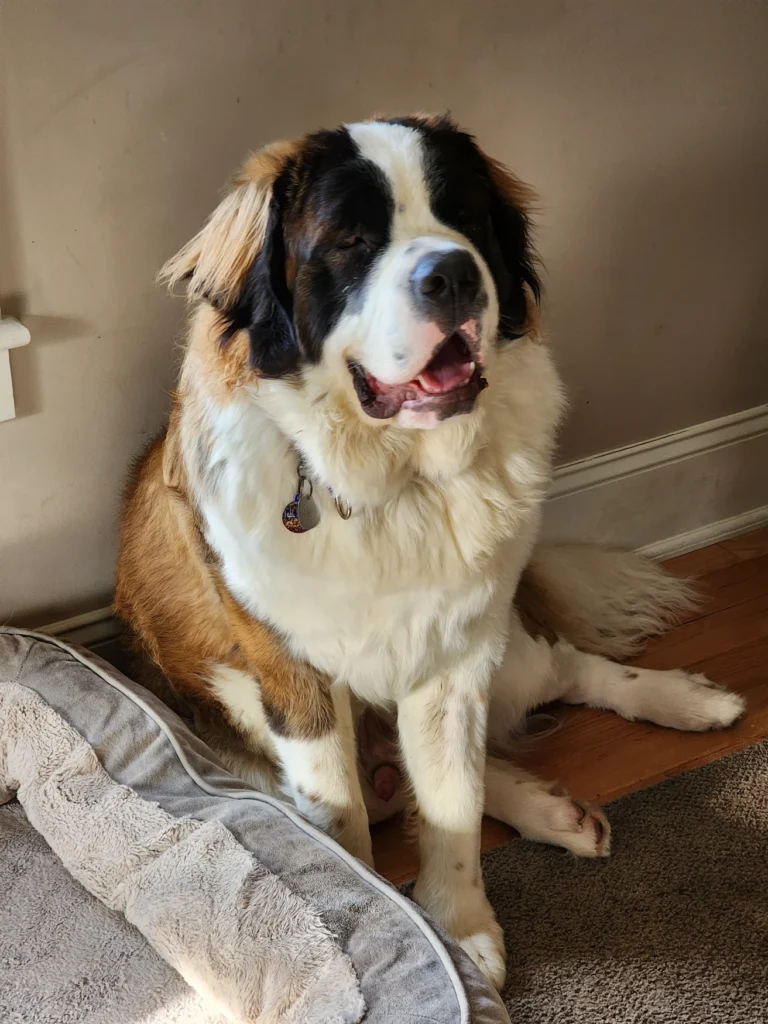 Saint Bernard during dog training in Halfmoon NY