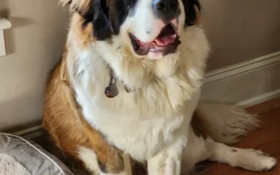 How This Saint Bernard Built Better Obedience and Everyday Behavior Through Training in Albany, NY