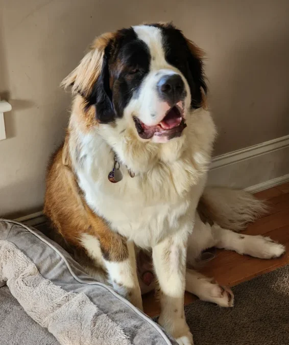 Saint Bernard practicing better obedience and everyday behavior after dog training.