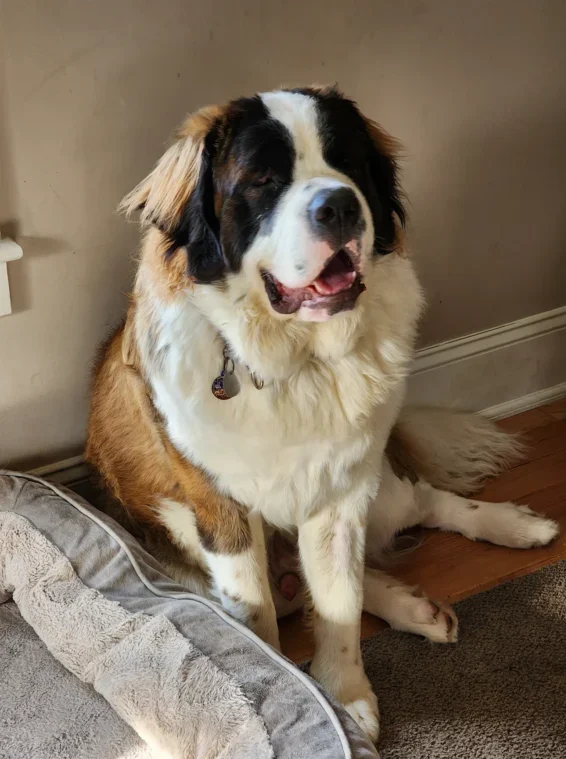 Saint Bernard practicing better obedience and everyday behavior after dog training.