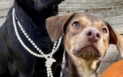 How These Two Dogs Built Better Manners and More Mature Behavior in 2 Weeks in Albany, NY