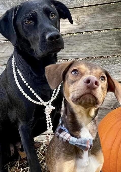 Two dogs practicing better manners and more mature behavior after a 2-week board and train program.