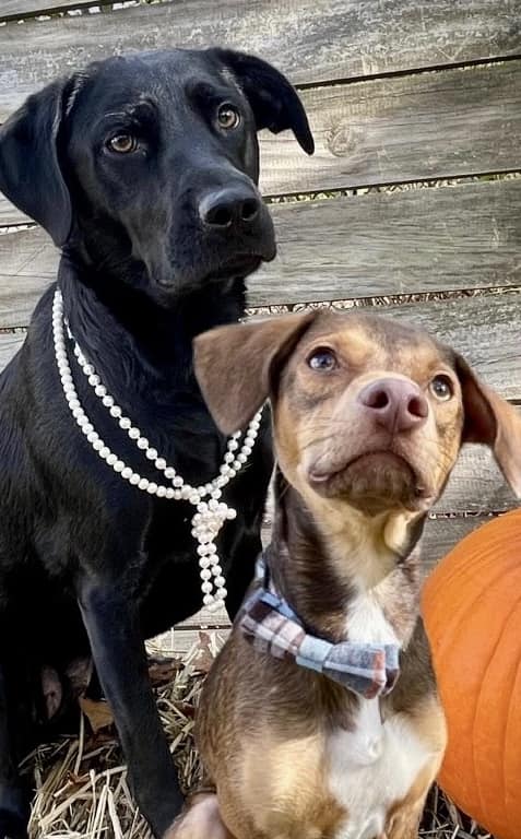 Dog training Latham NY dogs posing by pumpkin in fall attire