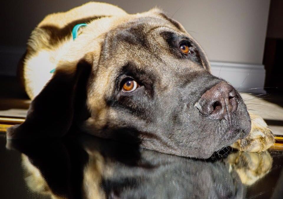 How to Stop Dog Barking at Night: Causes & Training Strategies That Work
