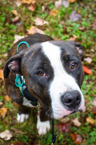 Pit bull sits outdoors at dog training Rensselaer NY