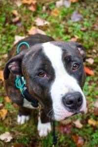 Kane practicing better leash skills after dog training in Albany, NY.