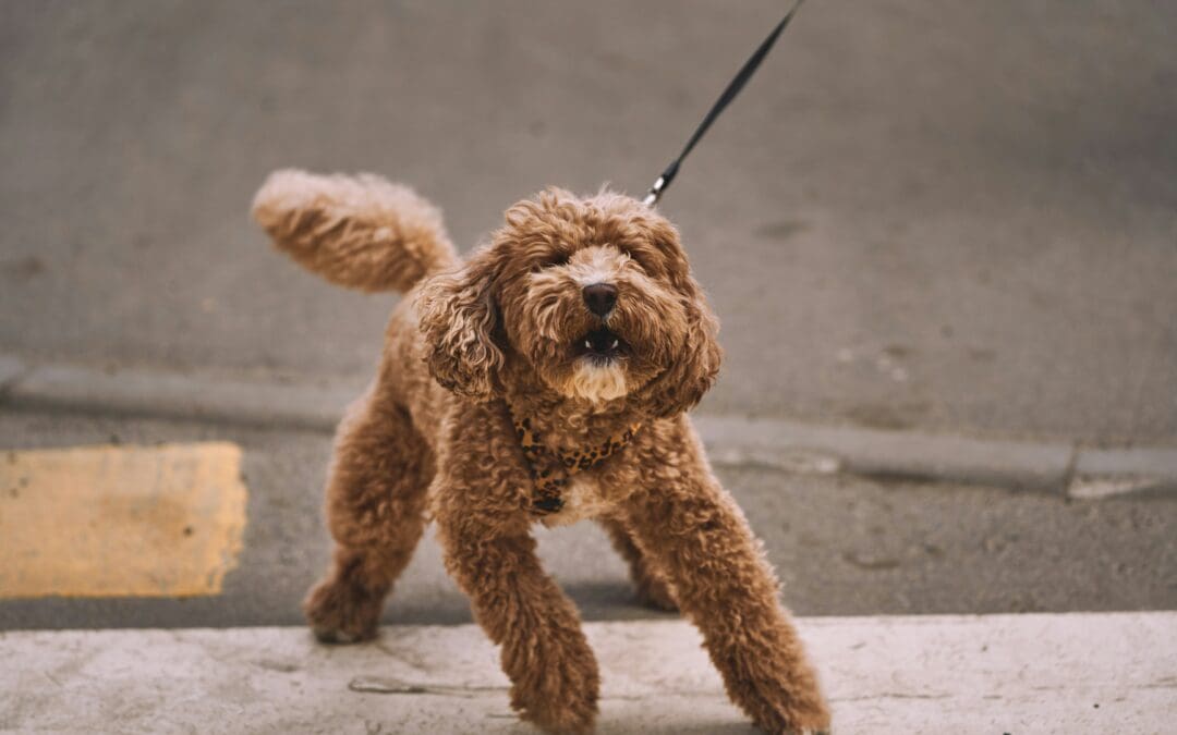 Dog pulling on leash while walking outdoors training session