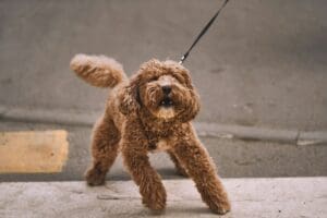 Dog pulling on leash while walking outdoors training session