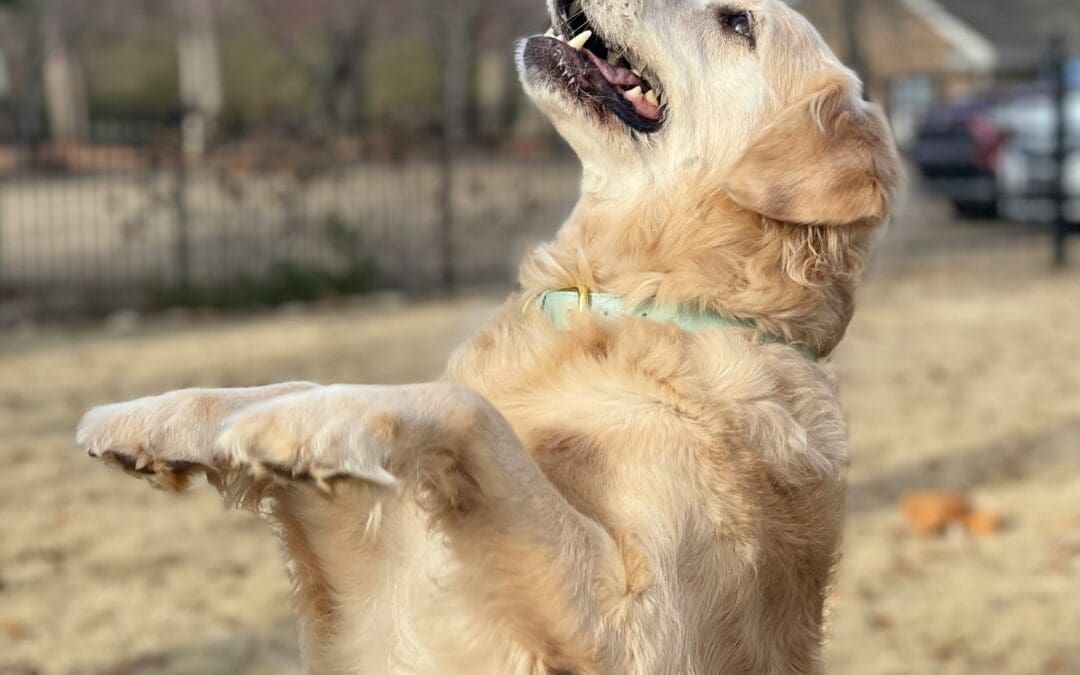 Jumping is one of the most common behavior complaints dog owners face. Whether it’s your dog launching onto guests at the front door or bouncing up on you after work, jumping can quickly become frustrating—and even dangerous with larger dogs. The good news is that jumping is usually not a sign of aggression or “bad behavior.” In most cases, dogs jump because they’re excited, social, and trying to interact the only way they know how. That’s why punishment alone rarely solves the problem long-term. If you want lasting results, the goal shouldn’t just be stopping the jumping—it should be teaching your dog a better way to greet people. That’s where positive reinforcement comes in. Why Dogs Naturally Jump Dogs greet each other face-to-face. When your dog jumps on you, they’re often trying to: Get attention Say hello Engage socially Release excitement Unfortunately, what feels friendly to your dog may not feel so pleasant to people. Puppies especially learn quickly that jumping works. A puppy jumps, and humans: Talk to them Pet them Pick them up Laugh From the puppy’s perspective: “Jumping gets attention.” Over time, the behavior becomes a habit. Why Punishment Often Backfires Many owners respond to jumping by: Yelling “off!” Kneeing the dog away Pushing them down While this may interrupt the behavior temporarily, it often: Increases excitement Creates confusion Still gives attention For some dogs, even negative attention is rewarding. Others become frustrated or overstimulated, which can actually increase jumping. The Positive Reinforcement Approach Positive reinforcement focuses on: Teaching an alternative behavior Rewarding calm greetings Removing rewards for jumping Instead of only telling your dog what not to do, you show them what to do instead. What Gets Rewarded Gets Repeated Dogs repeat behaviors that work. If jumping gets: Attention Touch Excitement Interaction …it will continue. If calm behavior gets rewarded instead, your dog begins choosing calmness more often. Step One: Stop Rewarding Jumping This is the foundation. When your dog jumps: Turn away Stay neutral Avoid eye contact Don’t talk or touch them The goal is to remove the reward. Even saying “no” can still feel engaging to your dog. Step Two: Reward Four Paws on the Floor The moment your dog: Stands calmly Sits Keeps all four paws down …reward them immediately. Rewards can include: Praise Attention Treats Petting Timing matters. Your dog needs to clearly connect calm behavior with positive outcomes. Teaching a Default Sit One of the best replacement behaviors for jumping is a sit. Before greeting: Ask your dog to sit Reward the sit calmly Continue rewarding while they remain seated Over time, sitting becomes your dog’s automatic greeting behavior. Consistency Matters More Than Intensity One of the biggest reasons jumping persists is inconsistency. If: One person allows jumping Another discourages it …your dog becomes confused. Everyone interacting with your dog should follow the same rules. Managing Excitement Levels Many dogs jump because they become overwhelmed with excitement. You can help by: Keeping greetings calm Avoiding high-pitched excitement Not encouraging over-arousal The calmer the interaction, the easier it is for your dog to succeed. Practice With Familiar People First Don’t start with highly exciting situations. Practice calm greetings with: Household members Friends who can follow instructions Low-distraction environments This builds understanding before testing it in more difficult settings. Why Patience Is Important Jumping is self-reinforcing and often deeply practiced. Progress may look like: Shorter jumping episodes Faster recovery More moments of calm behavior These are signs your dog is learning. Final Thoughts Your dog isn’t jumping to be disrespectful—they’re usually trying to connect. By: Removing reinforcement for jumping Rewarding calm alternatives Staying consistent …you can teach your dog how to greet people politely and confidently. And the best part? You strengthen your relationship in the process instead of relying on fear or punishment.