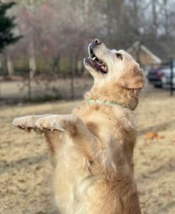 Jumping is one of the most common behavior complaints dog owners face. Whether it’s your dog launching onto guests at the front door or bouncing up on you after work, jumping can quickly become frustrating—and even dangerous with larger dogs. The good news is that jumping is usually not a sign of aggression or “bad behavior.” In most cases, dogs jump because they’re excited, social, and trying to interact the only way they know how. That’s why punishment alone rarely solves the problem long-term. If you want lasting results, the goal shouldn’t just be stopping the jumping—it should be teaching your dog a better way to greet people. That’s where positive reinforcement comes in. Why Dogs Naturally Jump Dogs greet each other face-to-face. When your dog jumps on you, they’re often trying to: Get attention Say hello Engage socially Release excitement Unfortunately, what feels friendly to your dog may not feel so pleasant to people. Puppies especially learn quickly that jumping works. A puppy jumps, and humans: Talk to them Pet them Pick them up Laugh From the puppy’s perspective: “Jumping gets attention.” Over time, the behavior becomes a habit. Why Punishment Often Backfires Many owners respond to jumping by: Yelling “off!” Kneeing the dog away Pushing them down While this may interrupt the behavior temporarily, it often: Increases excitement Creates confusion Still gives attention For some dogs, even negative attention is rewarding. Others become frustrated or overstimulated, which can actually increase jumping. The Positive Reinforcement Approach Positive reinforcement focuses on: Teaching an alternative behavior Rewarding calm greetings Removing rewards for jumping Instead of only telling your dog what not to do, you show them what to do instead. What Gets Rewarded Gets Repeated Dogs repeat behaviors that work. If jumping gets: Attention Touch Excitement Interaction …it will continue. If calm behavior gets rewarded instead, your dog begins choosing calmness more often. Step One: Stop Rewarding Jumping This is the foundation. When your dog jumps: Turn away Stay neutral Avoid eye contact Don’t talk or touch them The goal is to remove the reward. Even saying “no” can still feel engaging to your dog. Step Two: Reward Four Paws on the Floor The moment your dog: Stands calmly Sits Keeps all four paws down …reward them immediately. Rewards can include: Praise Attention Treats Petting Timing matters. Your dog needs to clearly connect calm behavior with positive outcomes. Teaching a Default Sit One of the best replacement behaviors for jumping is a sit. Before greeting: Ask your dog to sit Reward the sit calmly Continue rewarding while they remain seated Over time, sitting becomes your dog’s automatic greeting behavior. Consistency Matters More Than Intensity One of the biggest reasons jumping persists is inconsistency. If: One person allows jumping Another discourages it …your dog becomes confused. Everyone interacting with your dog should follow the same rules. Managing Excitement Levels Many dogs jump because they become overwhelmed with excitement. You can help by: Keeping greetings calm Avoiding high-pitched excitement Not encouraging over-arousal The calmer the interaction, the easier it is for your dog to succeed. Practice With Familiar People First Don’t start with highly exciting situations. Practice calm greetings with: Household members Friends who can follow instructions Low-distraction environments This builds understanding before testing it in more difficult settings. Why Patience Is Important Jumping is self-reinforcing and often deeply practiced. Progress may look like: Shorter jumping episodes Faster recovery More moments of calm behavior These are signs your dog is learning. Final Thoughts Your dog isn’t jumping to be disrespectful—they’re usually trying to connect. By: Removing reinforcement for jumping Rewarding calm alternatives Staying consistent …you can teach your dog how to greet people politely and confidently. And the best part? You strengthen your relationship in the process instead of relying on fear or punishment.