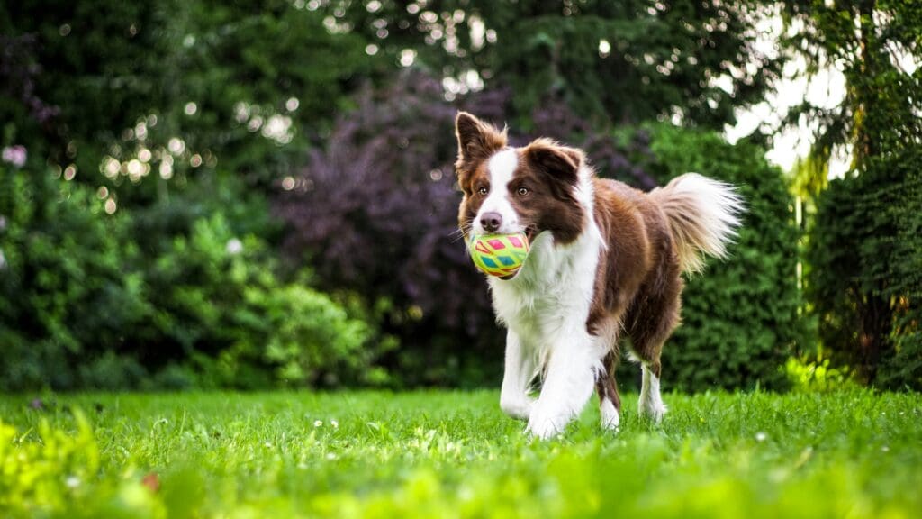 Border collie with ball at dog training in Ballston Spa NY