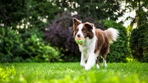 Why Play Is Essential for Your Dog's Physical and Mental Health