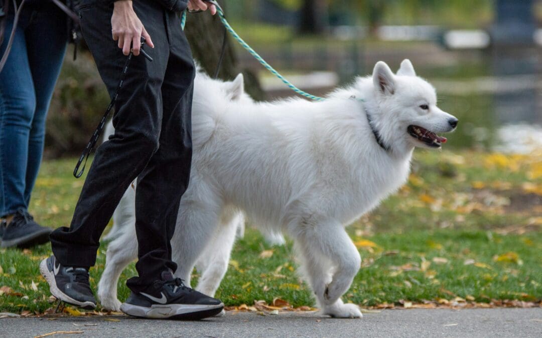 What Is Dog Reactivity on Walks?