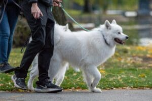 What Is Dog Reactivity on Walks?