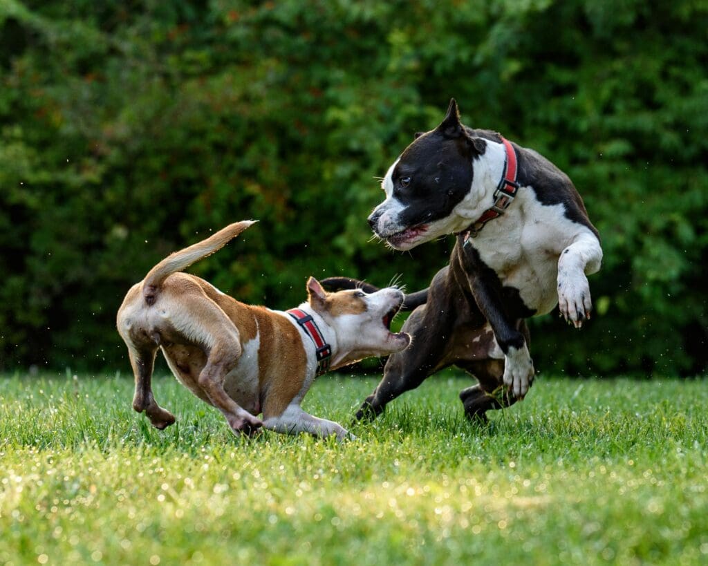 Why Play Is Essential for Your Dog's Physical and Mental Health